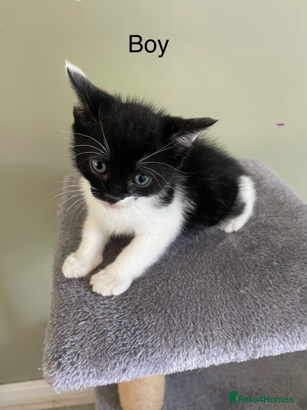Mixed Breed cats for sale: kittens  - Image 3