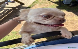 French Bulldog dogs for sale: fluffy french bulldog - Image 3