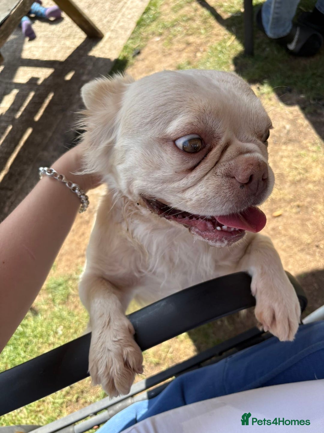French Bulldog dogs for sale: fluffy french bulldog - Image 3