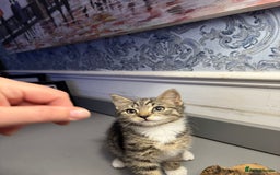 Domestic Shorthair cats for sale: Five lovely kittens for sall - Image 12