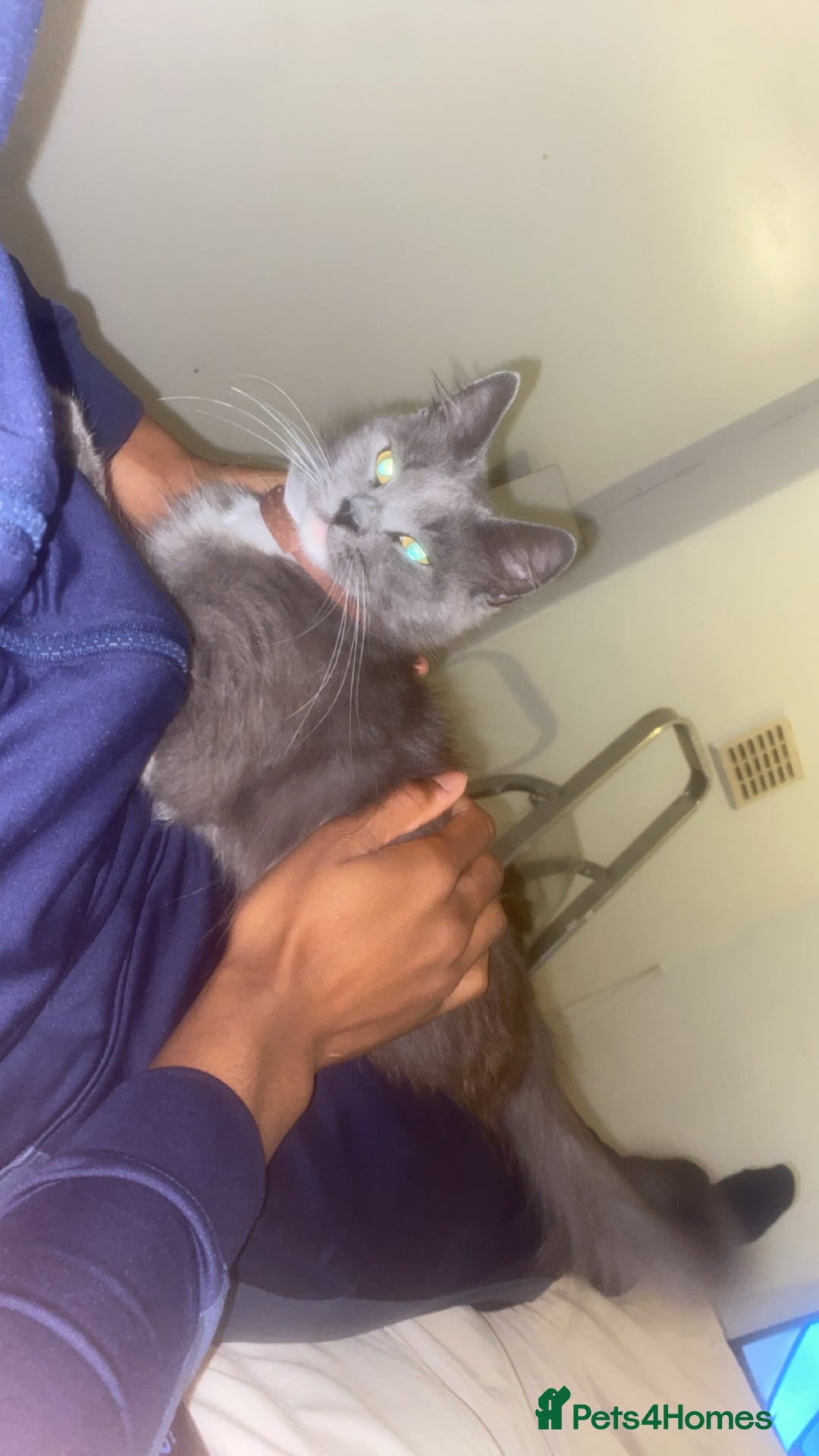 British Longhair cats for sale: Beautiful British long hair kittens.  - Image 6