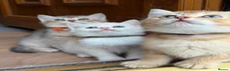 British Longhair cats for sale: TICA BRITISH SHORTHAIR & LONGHAIR KITTENS  - Advert 12