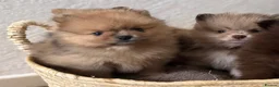 Pomeranian dogs for sale: CHAMPION LINES KC POMERANIAN PUPPIES  - Advert 23