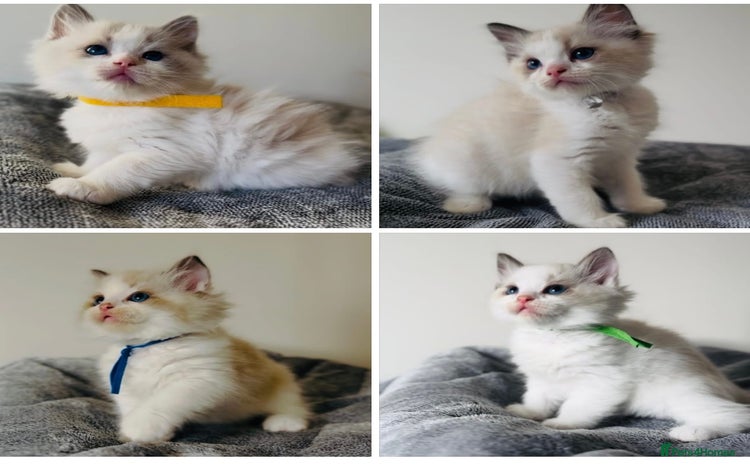 Ragdoll cats - Advert 4