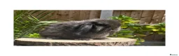 Mini Lop rabbits for sale: Beautiful boy available  - Advert 4