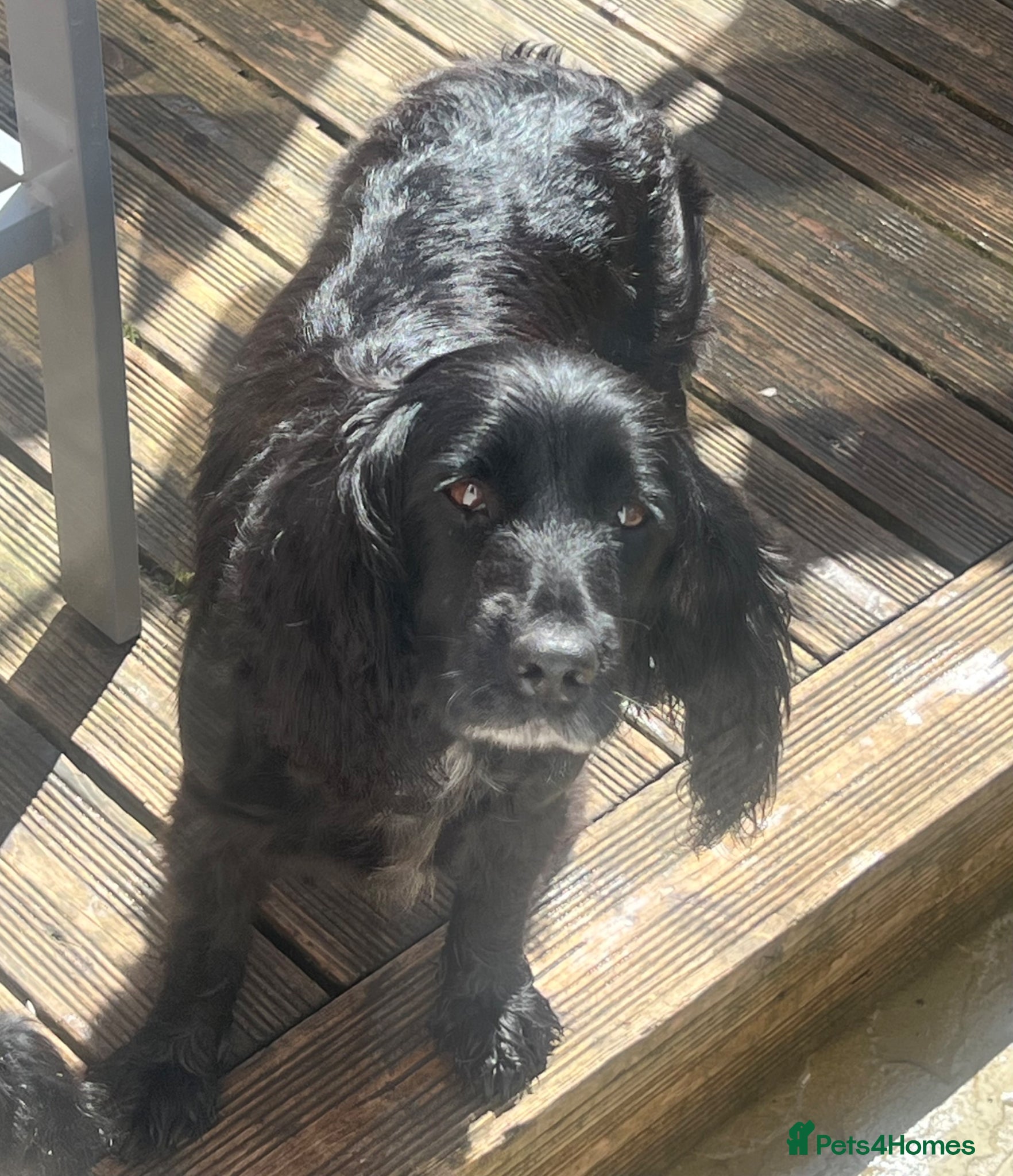 Cocker Spaniel dogs Lovely Cocker Spaniel Girls! - Advert 7