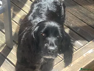 Cocker Spaniel dogs Lovely Cocker Spaniel Girls! - Advert 7