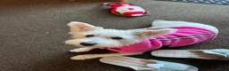 Mixed Breed dogs for sale: Golden Retriever x Westie - Advert 8