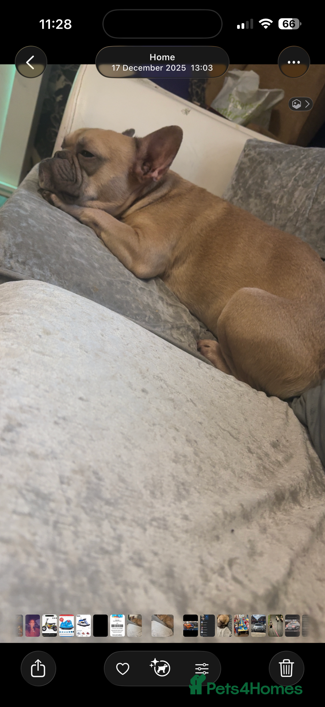 French Bulldog dogs for sale: French bulldog  - Advert 1