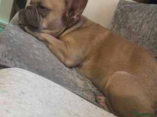 French Bulldog dogs French bulldog - Advert 3