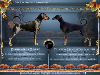 Dobermann dogs Quality litter of Dobermann puppies - Advert 3