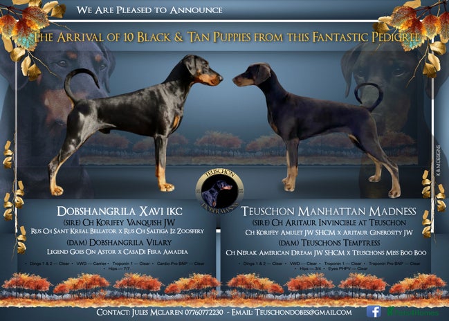 Dobermann dogs Quality litter of Dobermann puppies - Advert 1