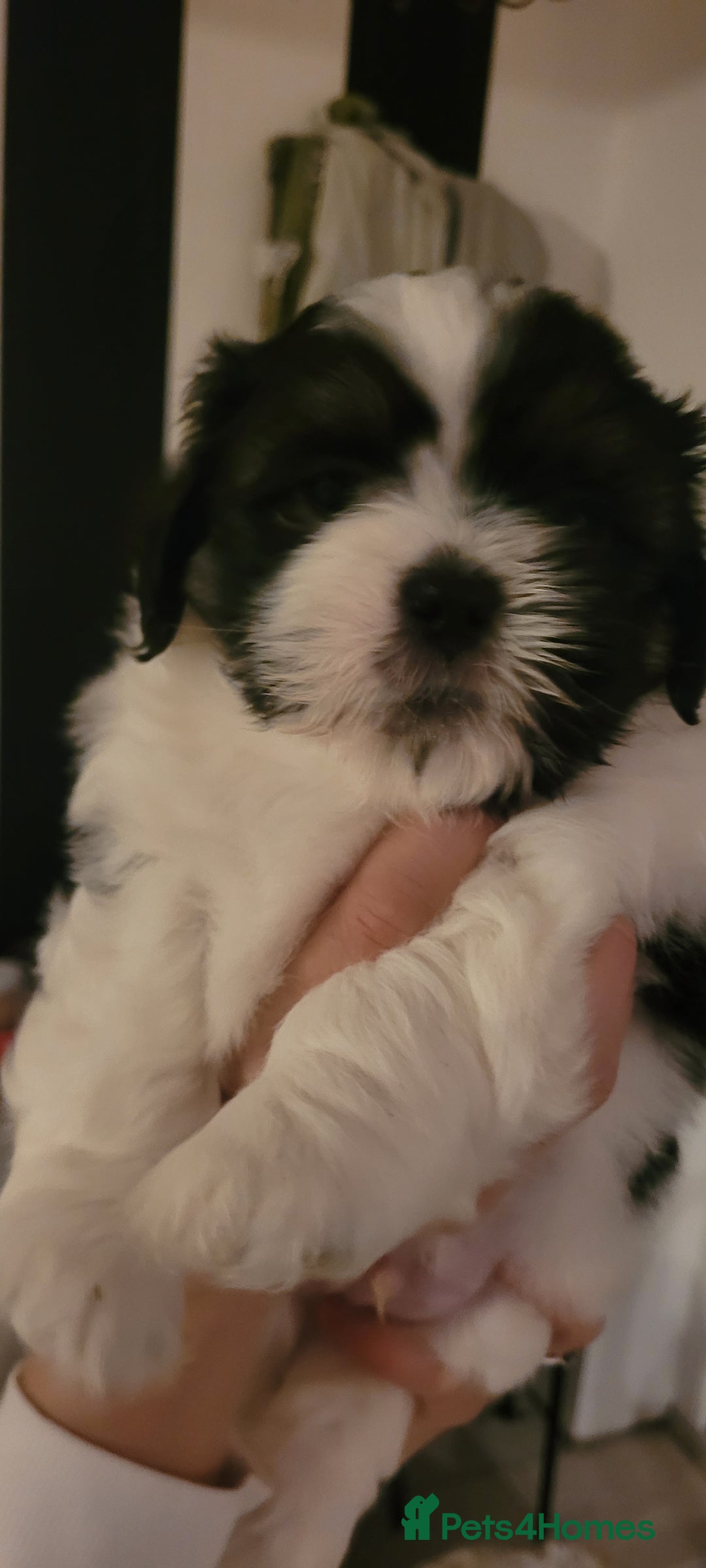 Shih Tzu dogs for sale: Shih tzu puppies - Image 5