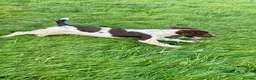 English Springer Spaniel dogs for sale: Stunning Springer Spaniel  - Advert 4