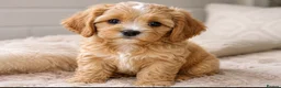 Mixed Breed dogs for sale: Beautiful Cavattoodles – Family Raised Puppies in Harlow - Advert 3