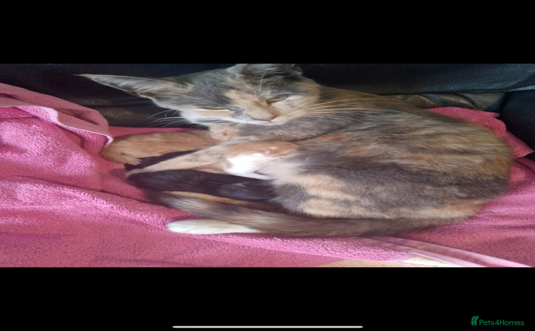 British Shorthair cats for sale - Advert 1