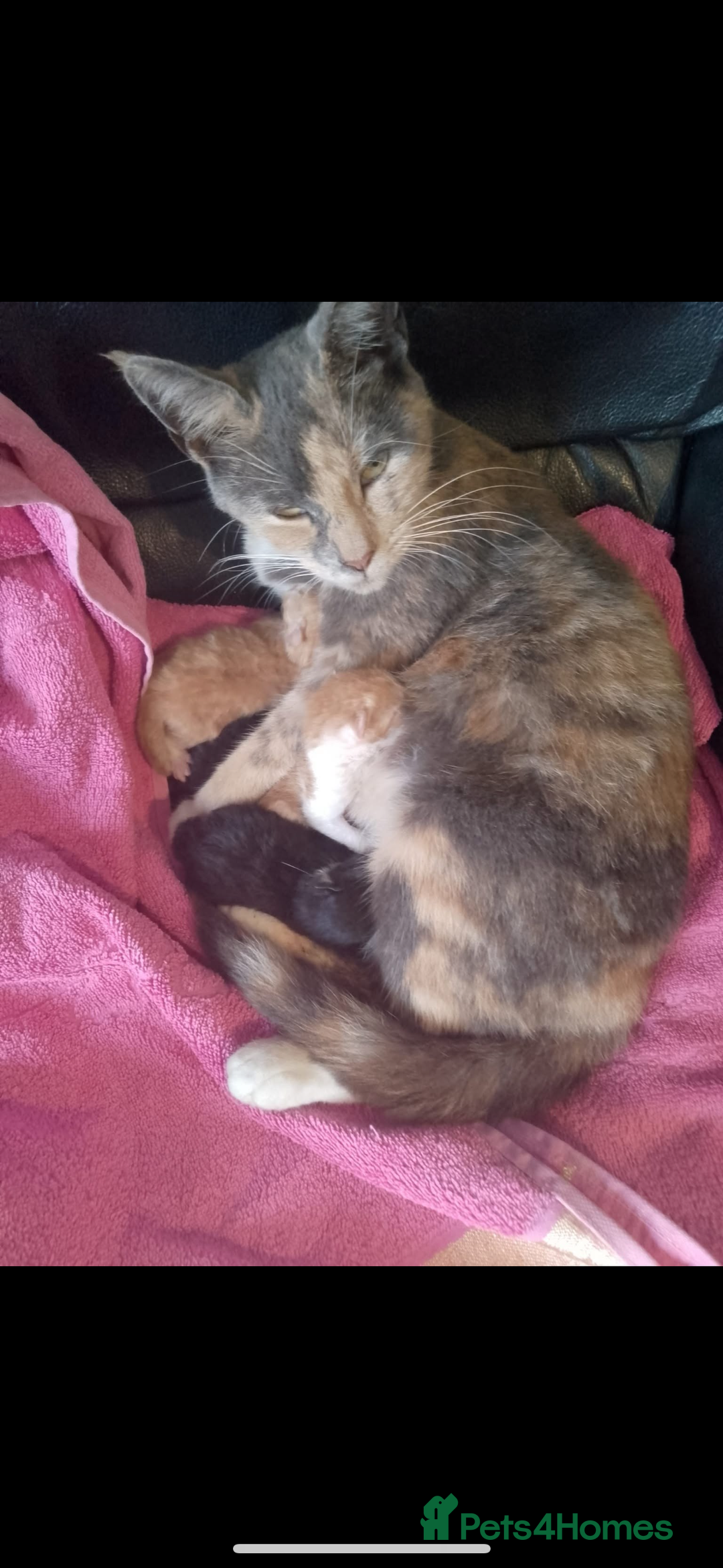 British Shorthair cats for sale: 2 ginger 2 black kittens forSale  - Image 1