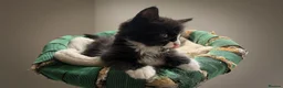 Mixed Breed cats for sale: Mixed Maine Coon Kittens in Richmond - Advert 31