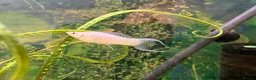 Sharks fish for sale: Fish tank 275L and fish - Advert 9