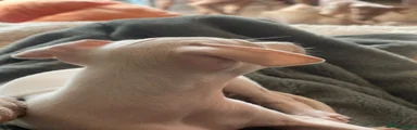 Italian Greyhound 3 phoenix