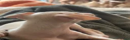 Italian Greyhound dogs for sale: Gorgeous KC Italian Greyhound Boys - Advert 9