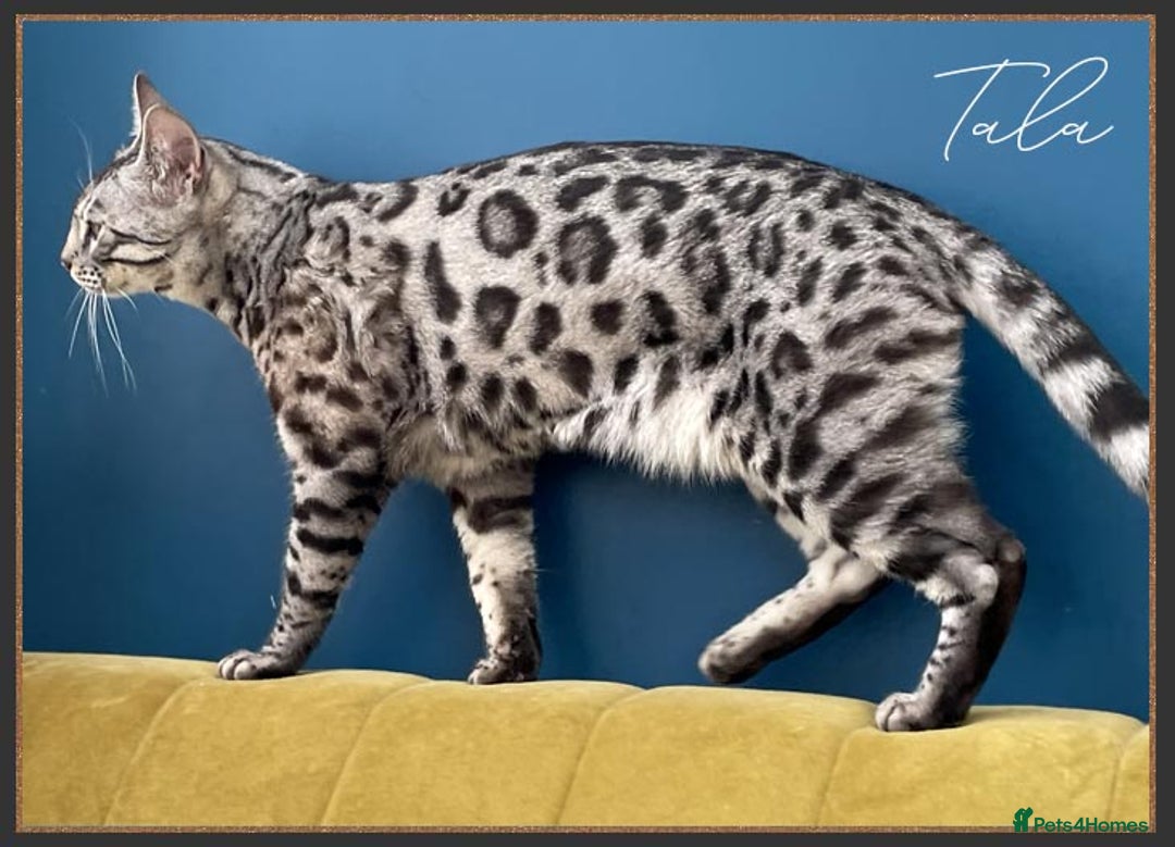 Bengal cats for sale: Silver Spotted Bengal Siblings Haja And Tala - Image 11