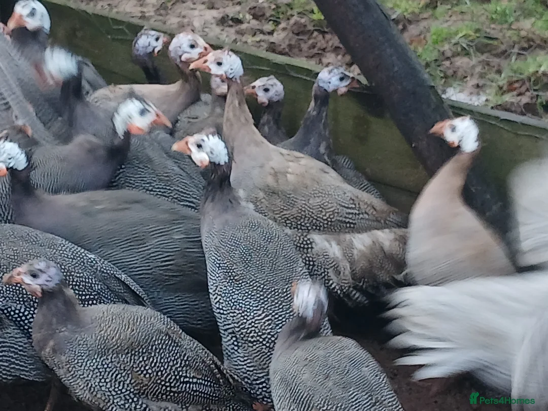 Guinea Fowl poultry for sale: Guinea fowl - Advert 3