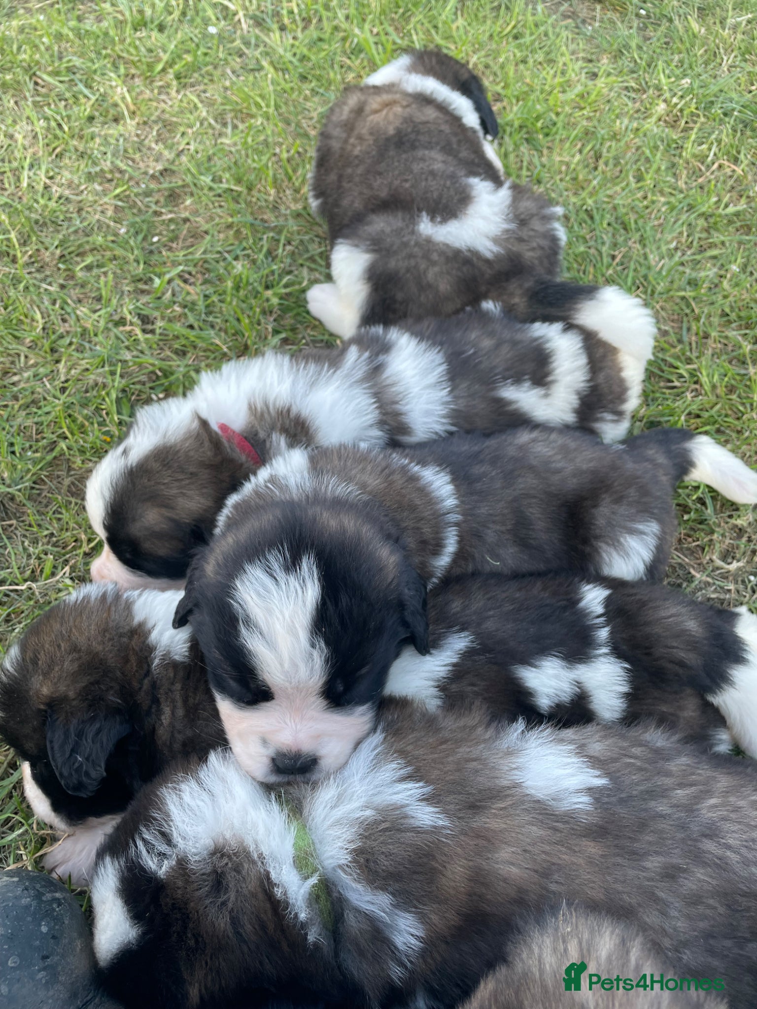 Saint Bernard dogs KC Registered Saint Bernard Puppies - Advert 4