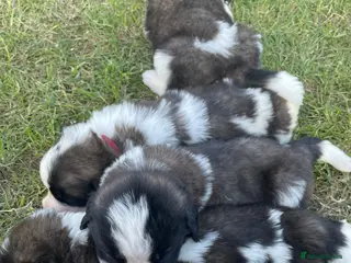 Saint Bernard dogs KC Registered Saint Bernard Puppies - Advert 4