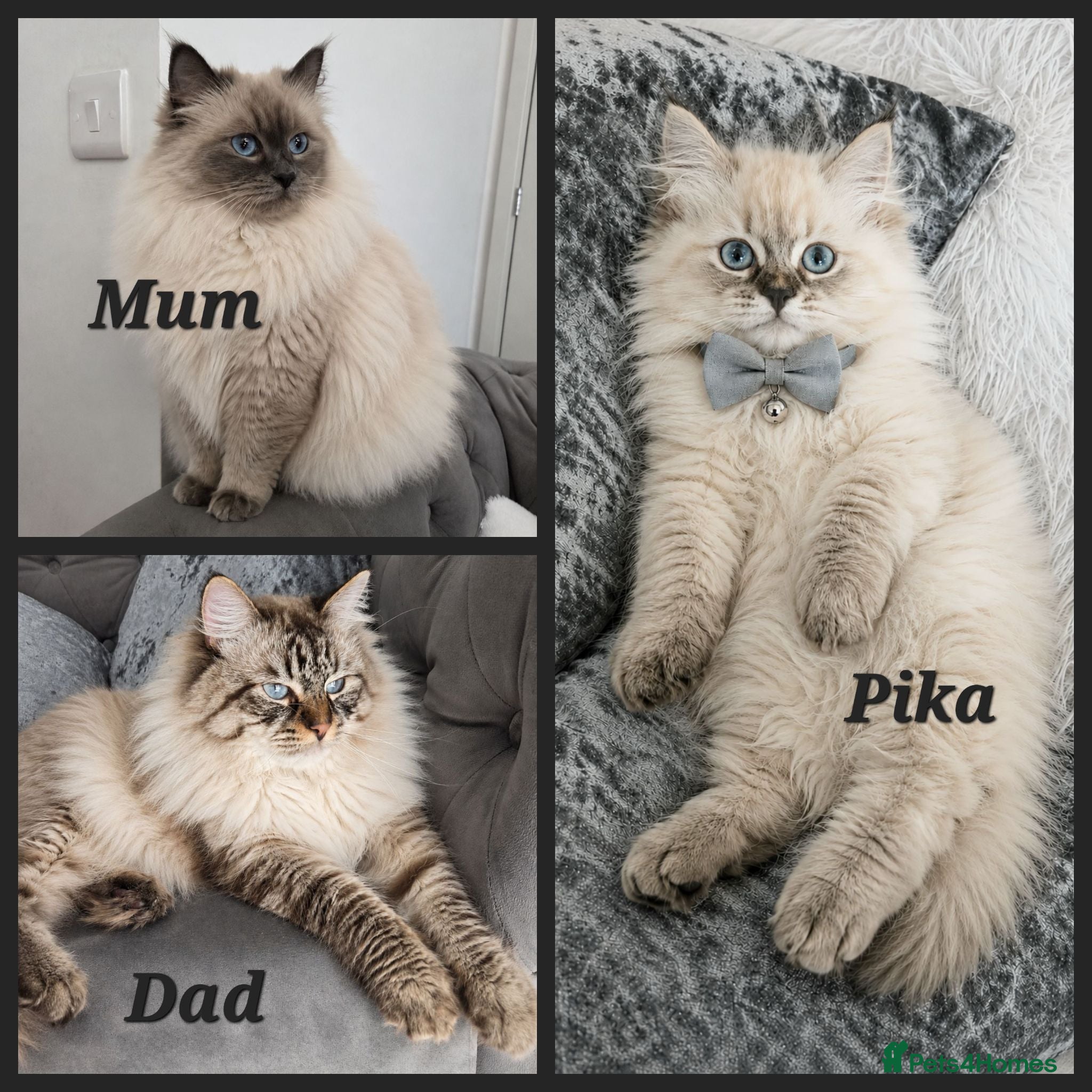 Siberian cats GCCF neva Champion bloodlines siberians - Advert 1