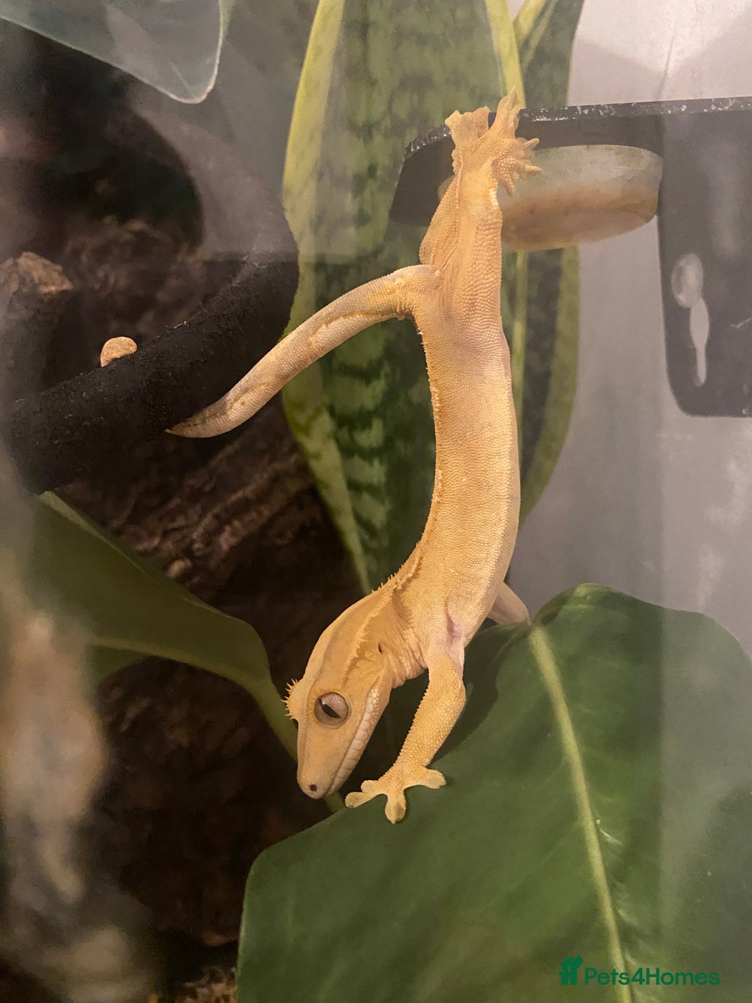 Gecko reptiles for sale: Crested Gecko with full set up - Advert 3