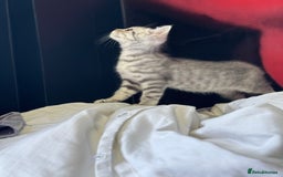 British Shorthair cats for sale: BSH kitten classic & chinchilla bloodline - Image 7