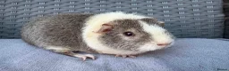Guinea Pig rodents for sale: Sows mixed ages & breeds - Advert 18