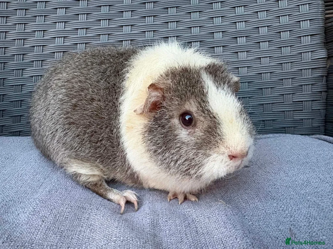 Guinea Pig rodents for sale: Sows mixed ages & breeds - Advert 18