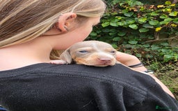 Miniature Dachshund dogs for sale: Beautiful KC registered miniature dachshund babies - Image 8