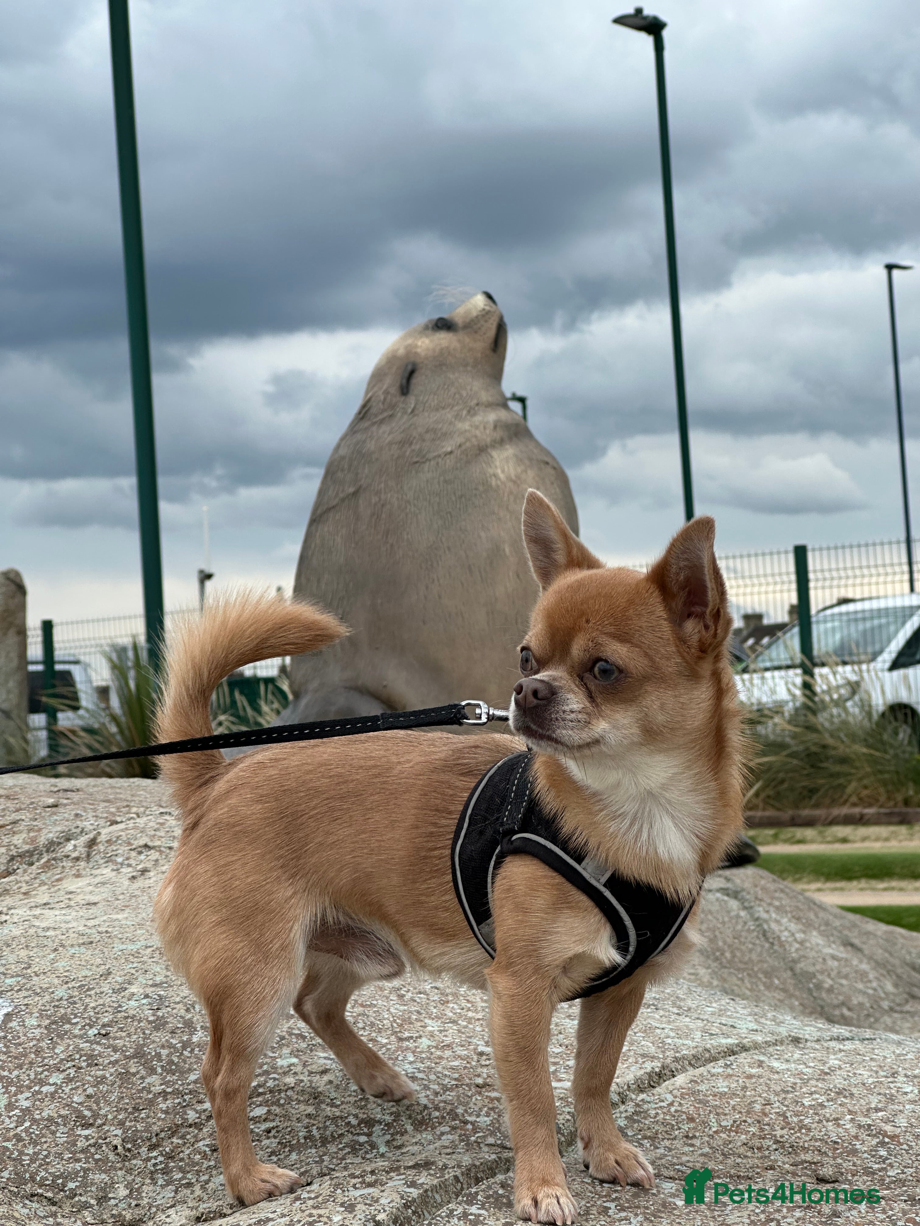 Chihuahua dogs Chihuahua short hair  - Advert 7