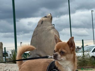 Chihuahua dogs Chihuahua short hair - Advert 19