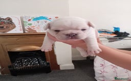 French Bulldog dogs for sale: Platinum cream velvet french bulldogpup 4 week old - Image 4