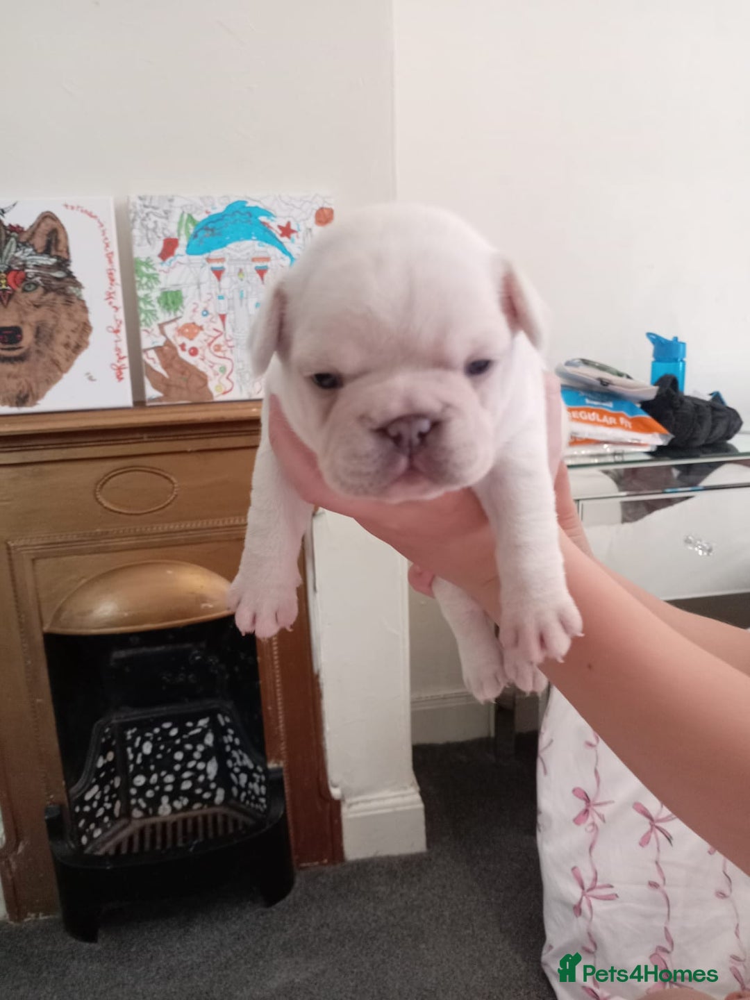 French Bulldog dogs for sale: Platinum cream velvet french bulldogpup 4 week old - Image 4