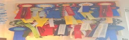 Bernese Mountain Dog dogs for stud: Big chunky Bernese for stud KC and health tested  - Advert 2