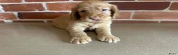 Cockerdor dogs for sale: Cockerdor puppies - Advert 24