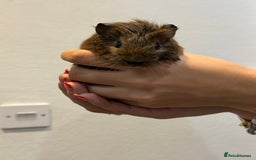 Guinea Pig rodents for sale: Baby guinea pigs for sale - Image 16