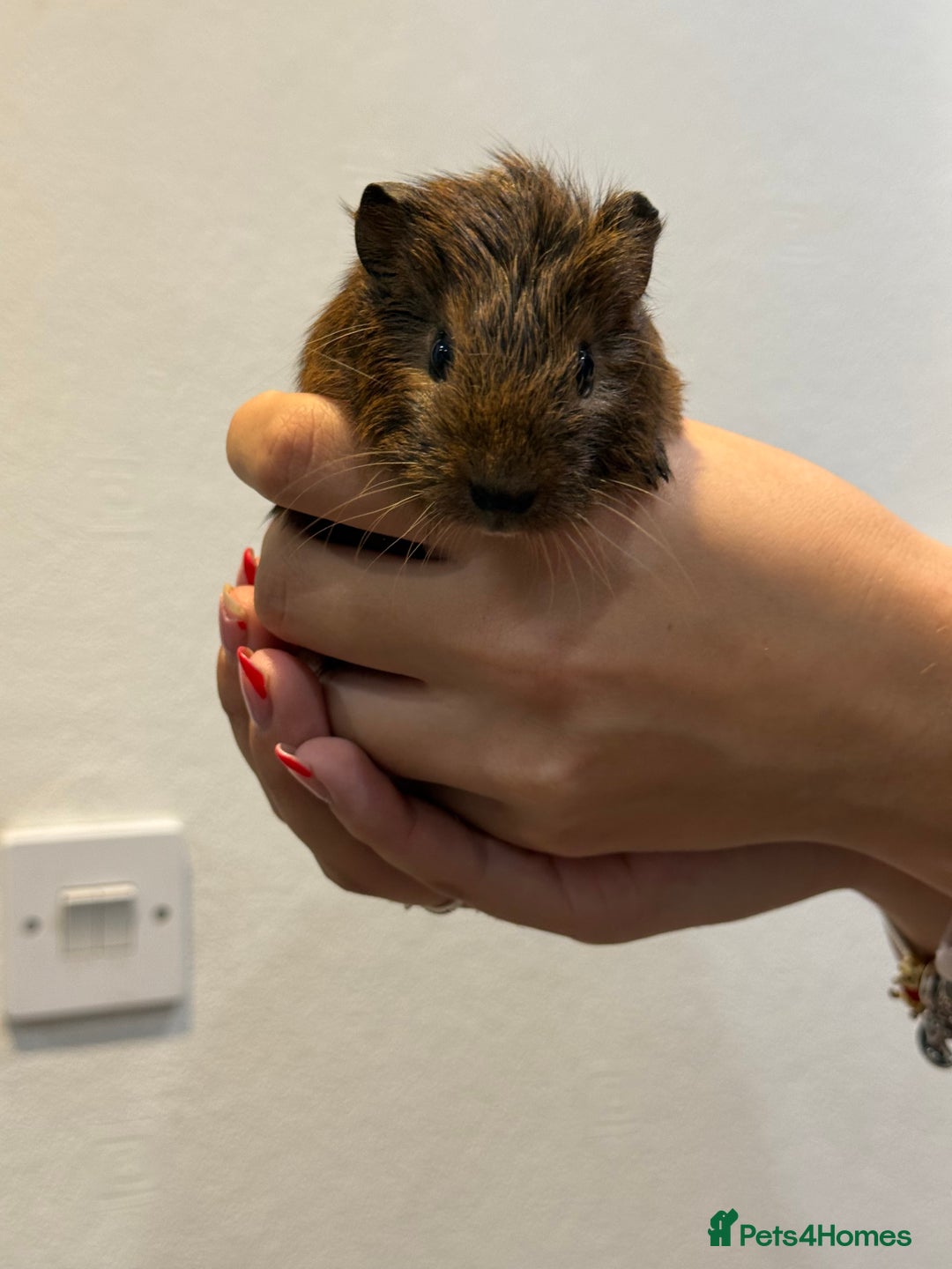 Guinea Pig rodents for sale: Baby guinea pigs for sale - Image 16