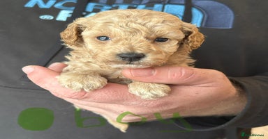 Toy Poodle dogs Beautiful KC registered Toy Poodles  - Advert 1