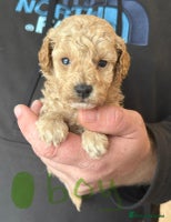 Toy Poodle dogs Beautiful KC registered Toy Poodles - Advert 13