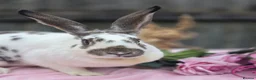 Continental Giant rabbits for sale: Agouti and White continental Doe - Advert 1