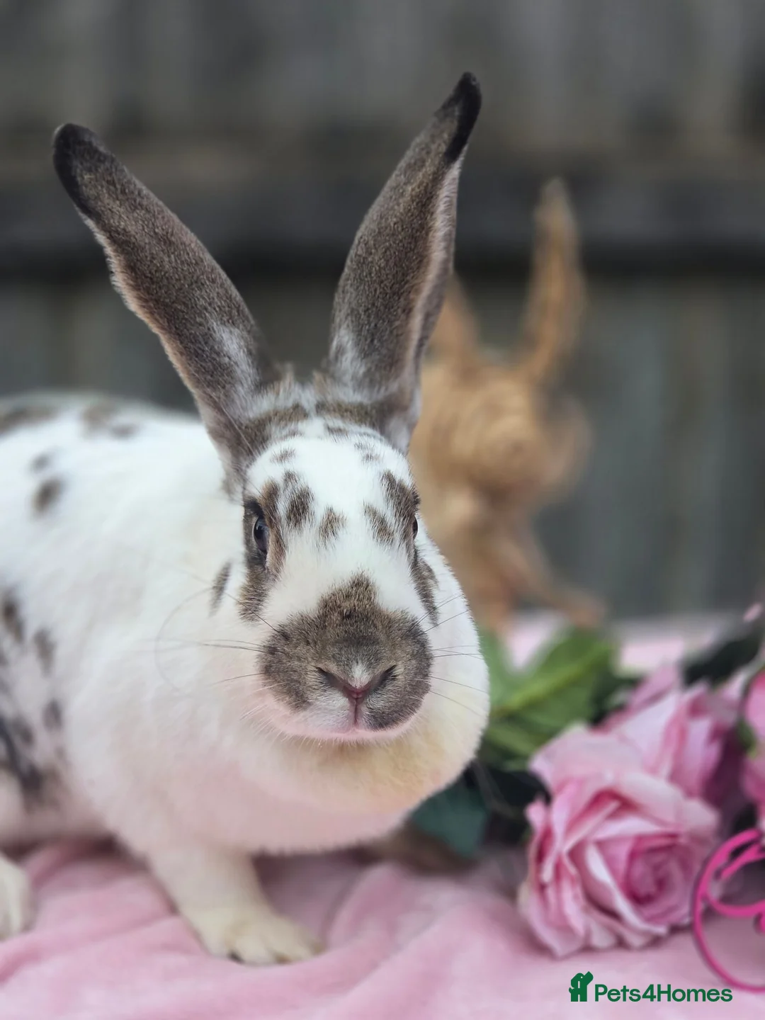 Continental Giant rabbits for sale: Agouti and White continental Doe - Advert 1