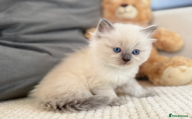 Ragdoll cats - Advert 9