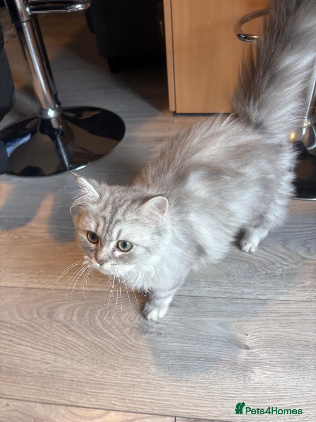 Persian cats for sale: Persian chinchilla kitten - Image 4