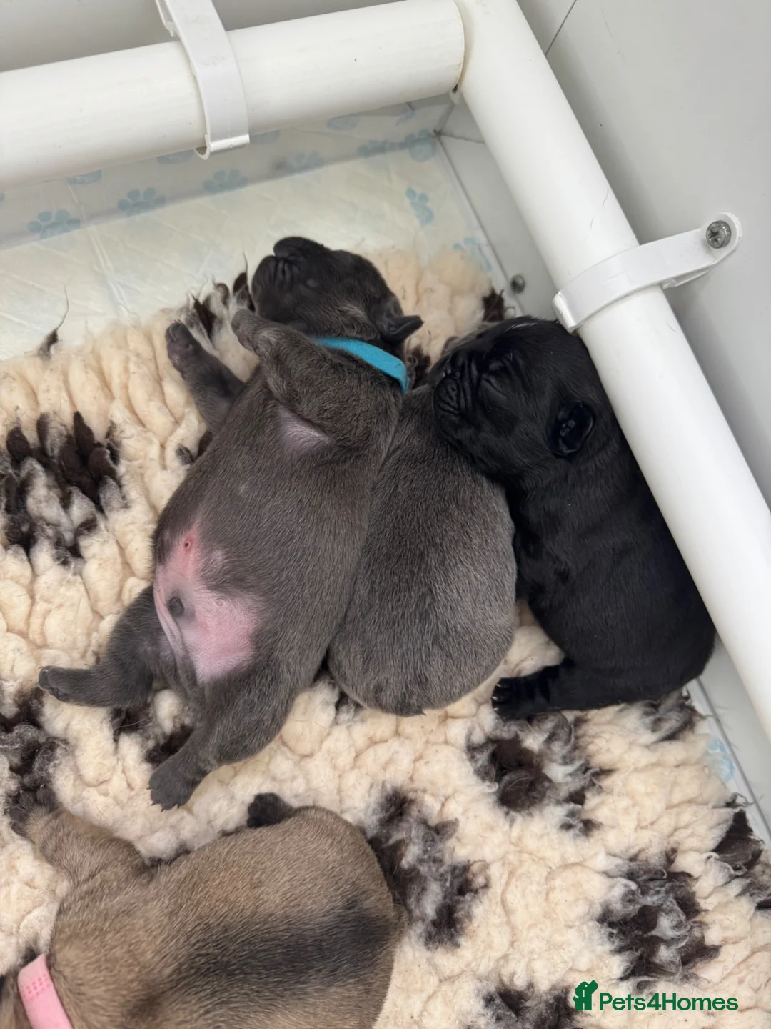 French Bulldog dogs for sale: French bull dog puppies  - Advert 14